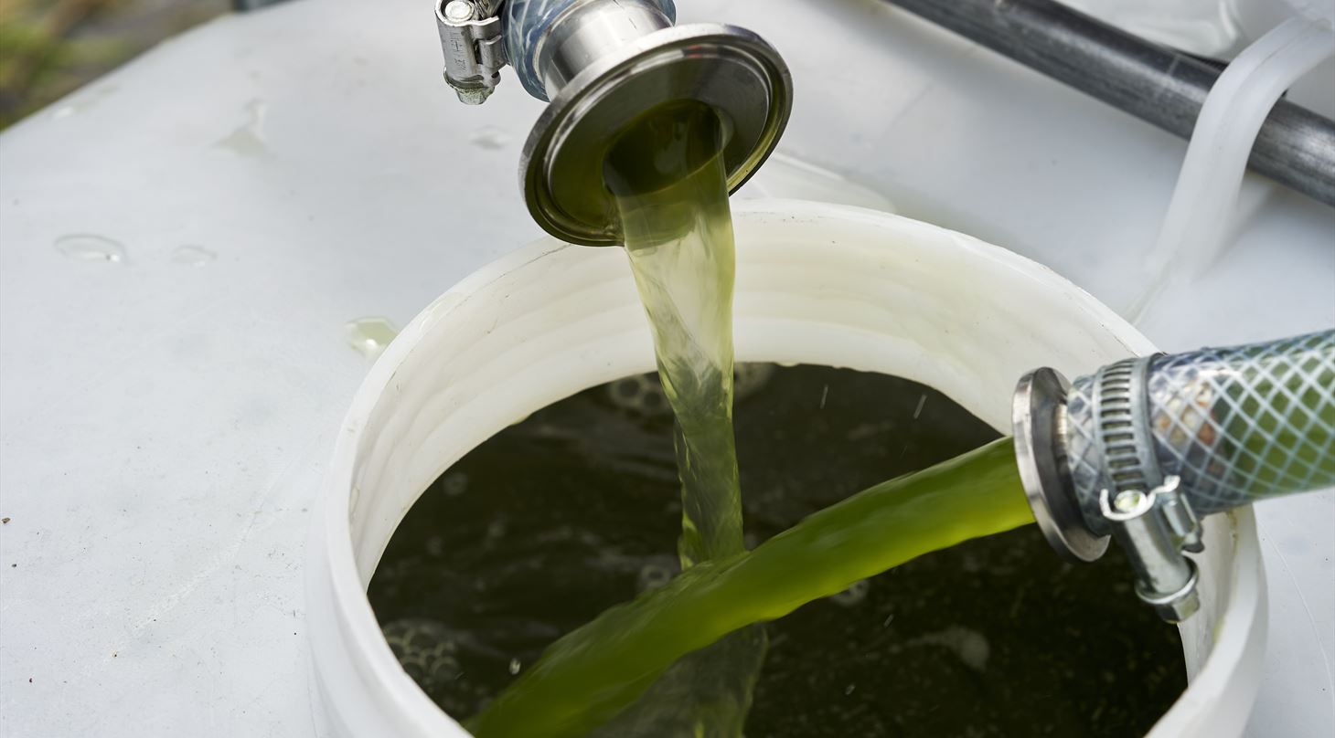 Microalgae services